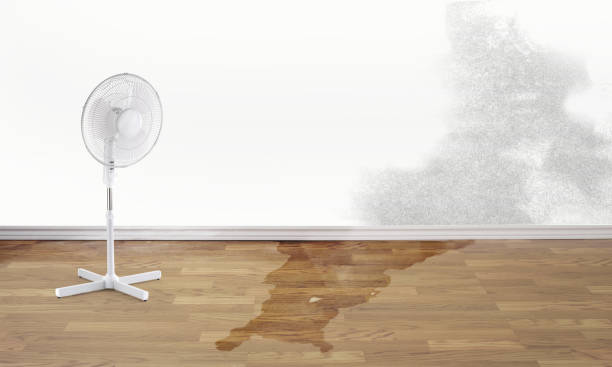 Best Water damage cleanup near me  in Springfield, MA